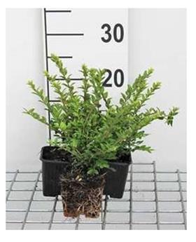 [117356] Lonicera nitida Elegant Pot P9/9 cm ** Alternartive aux buis très résistante  **