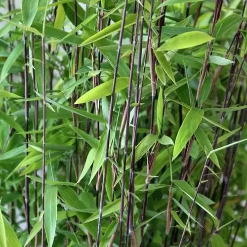 [129218] Fargesia nitida Volcano 150 175 cm Pot P27 cm