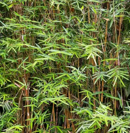 [122297] Fargesia nitida Great Wall 175 200 Pot P30 cm