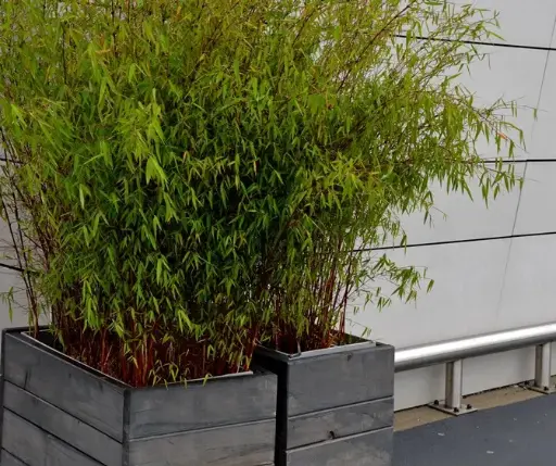 [142035] Fargesia nitida Volcano 125 150 cm Pot P23 cm
