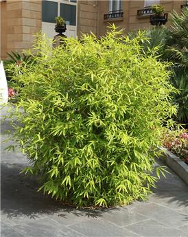 [108413] Fargesia murielae Rufa 060 080 P17-19 cm ** Bambou non traçant **