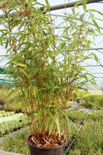 [139374] Fargesia murielae Rufa  60 80 Pot P19 - C2L