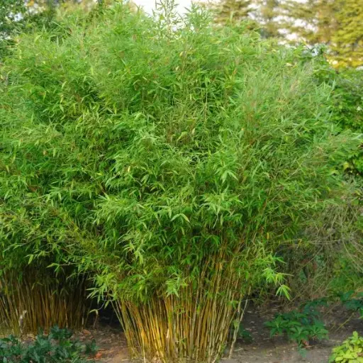 [108412] Fargesia murielae Rufa 100 125 Pot C7.5 ** Bien touffu: beaucoup de cannes **