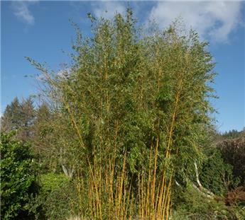 [105312] Phyllostachys aureosulcata Spectabilis 300 350 Pot C15-18