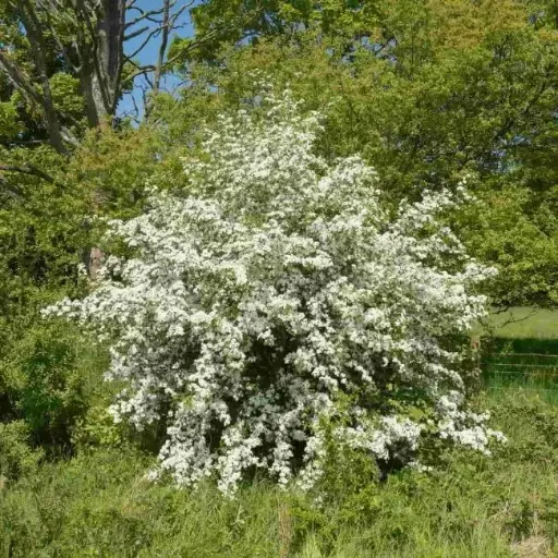 [140761] Crataegus monogyna 60 80 cm Pot ** Aubépine blanche **