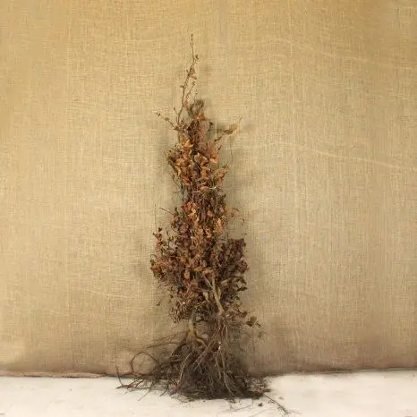 [124366] Fagus sylvatica 150 175 JPL RN XTRA (ble) 5 ans repiqués 3X . Hêtre vert. *** Remise importante à partir de 10 plantes **