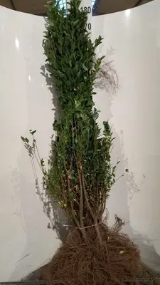 [106787] Ligustrum ovalifolium 150 175 JPL RN XXTRA - Troène vert.