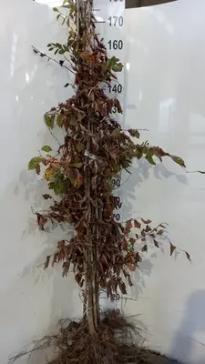 [115760] Carpinus betulus 150 175 JPL RN XTRA (ble) *** Remise importante à partir de 10 plantes **