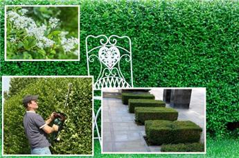 [121742] Ligustrum ovalifolium Troène125 150 JPL RN  ** Touffe forte XTRA ** (ros)