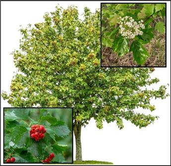 [144110] Sorbus TORMINALIS 40 60 cm JPL Pot P9 **** Remise importante à partir de 10 plantes ** (Copie)