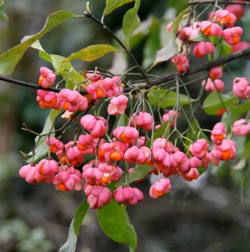 [108394] Euonymus europaeus 60 80 cm JPL RN *** Fusain d'Europe. Remise importante à partir de 10 plantes **