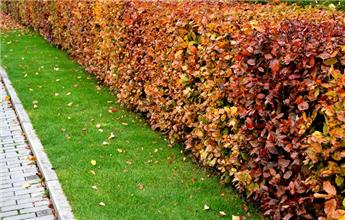 [103995] Fagus sylvatica 080 100 JPL RN (Jau) XTRA 3 ans repiqués 2X *** Remise importante à partir de 10 plantes **