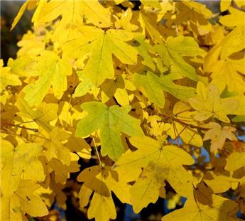 [100567] Acer campestre 100 125 JPL RN *** Erable champêtre. Remise importante à partir de 10 plantes **