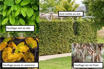 [106784] Carpinus betulus 080 100 JPL RN XTRA (jau) *** Remise importante à partir de 10 plantes **