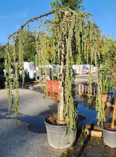 [108042] Cedrus Libani Glauca Pendula 200 250 cm / Circ. 20-25 Pot C180L