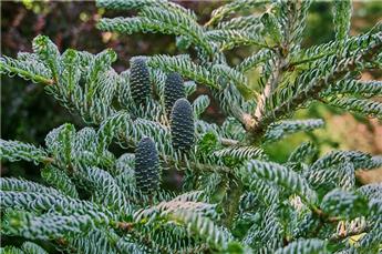 [145351] Abies Koreana 175 200 cm Motte