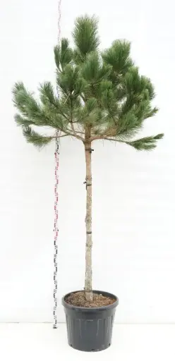 [102095] Pinus pinea Demi tige 150 cm ** Véritable Pin Parasol NAIN **