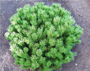 [133618] Pinus mugo Mops 40 50 Pot ou Motte ** Pin très nain **