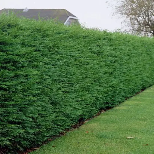 [102782] Cupressocyparis leylandii 175 200 Pot