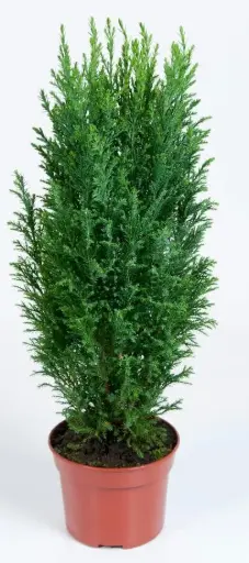 [117478] Chamaecyparis Ellwoodii Pot P11