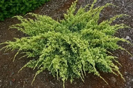 [101926] Juniperus squamata Dream Joy 40 50 cm Pot C7.5L