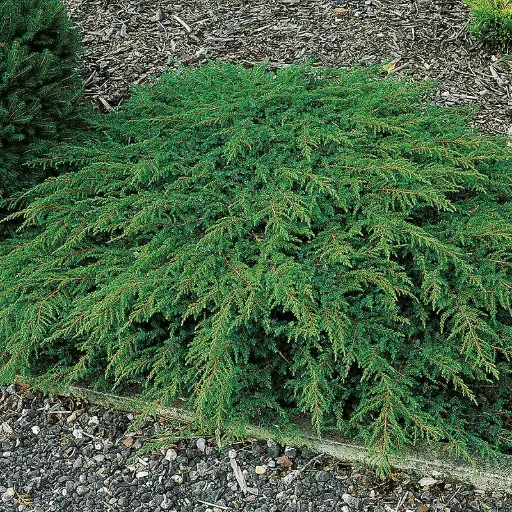 [111795] Juniperus communis Green Carpet 40 50 Pot C7.5