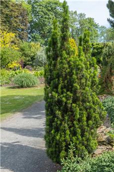 [145383] Taxus baccata Fastigiata 125 150 Motte ou Pot