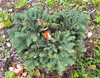 [142301] Picea omorika Nana 040 050 Pot C10