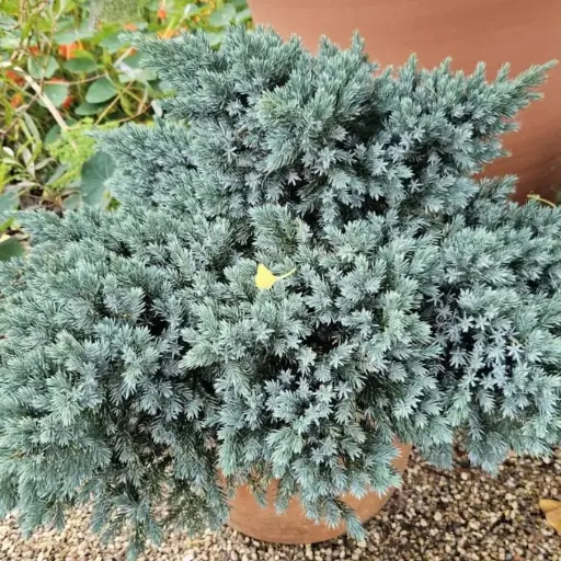 [101929] Juniperus squamata Blue Star 30 40 cm Pot P26