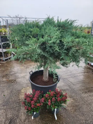 [130192] Juniperus virg. Grey Owl tige 80cm Tête +- 100cm
