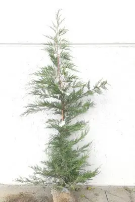 [136106] Cupressocyparis leylandii 150 175 Motte ou Pot