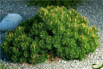 [101943] Pinus mugo pumilio 60/70