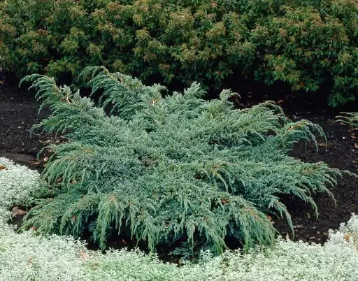[102295] Juniperus squamata Blue Spider 40 50 cm Pot C7.5Litres 