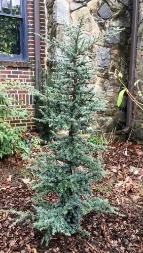 [131393] Cedrus Libanii Horstmann 175  200 cm Pot C25Litres