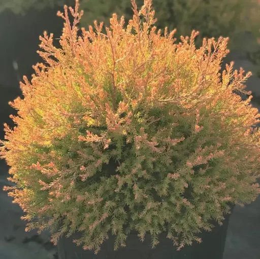 [139693] Thuja occidentalis Fire Chief Pot C3L