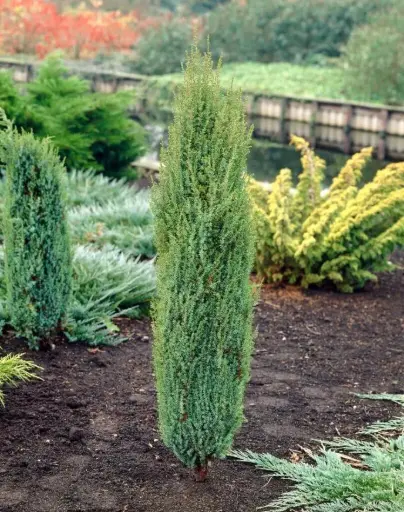 [140904] Juniperus communis Arnoldl 30 40 cm Pot C3