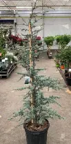 [101906] Cedrus libanii Atlantica Glauca 175 200 cm Pot