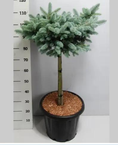 [123667] Picea pungens Glauca Globosa sur tige 60 cm Pot C25Litres