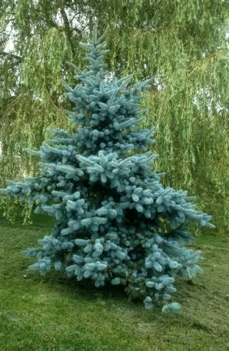 [109146] Picea pungens Koster 50 70 cm Pot P23cm - Sapin bleu.