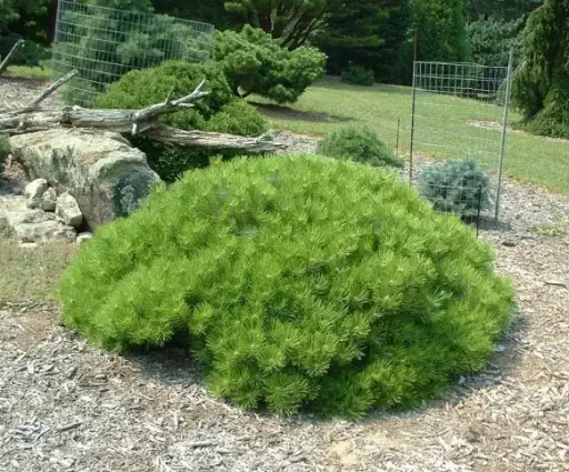 [141598] Pinus densiflora Low Glow 60 70 XL Pot C25Litres  ** RARE **