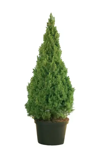 [109135] Picea glauca conica 100 120 cm Pot P29 cm