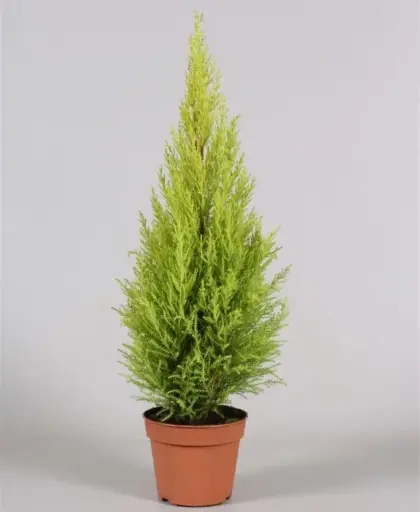 [143985] Cupressus macrocarpa Goldcrest Wilma 040 050 Pot P13 cm