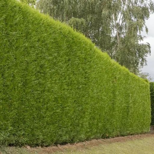 [101895] Cupressocyparis leylandii 125 150 Pot C3