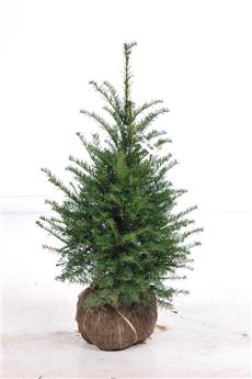 [104966] Taxus baccata 060 080 motte (MV)