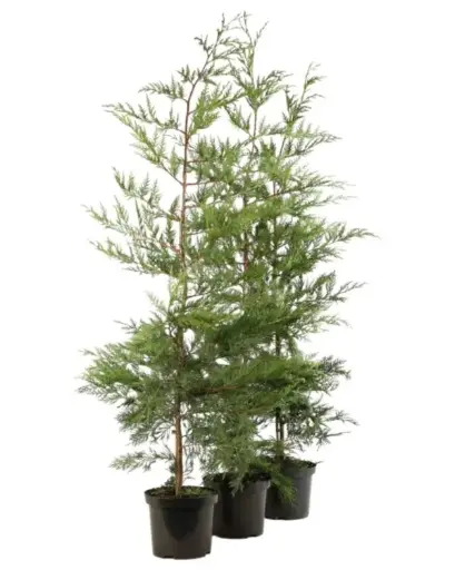[101894] Cupressocyparis leylandii 100 125 cm Pot  *** REMISE A PARTIR DE 10 plantes ** **
