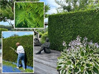 [101967] Thuja plicata atrovirens 080 100 Pot ou Motte *** Remise importante à partir de 10 plantes **