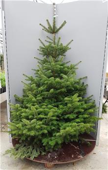 [128118] Abies Nordmann Coupé 175 200 Premium XTRA (BLE)