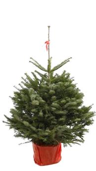 [128123] Abies Nordmanniana Motte en Pot 1° Choix 100 / 125 cm