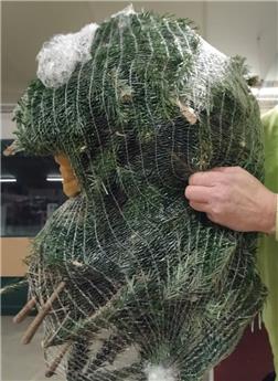 [145362] Abies Nordmann Branches en paquet XXL