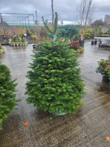 [128117] Abies Nordmann 150 175 coupé Premium XTRA (Ble)